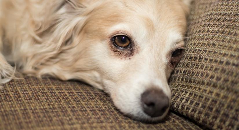 Miért köhög a kutya? Nem mindig megfázás áll a háttérben