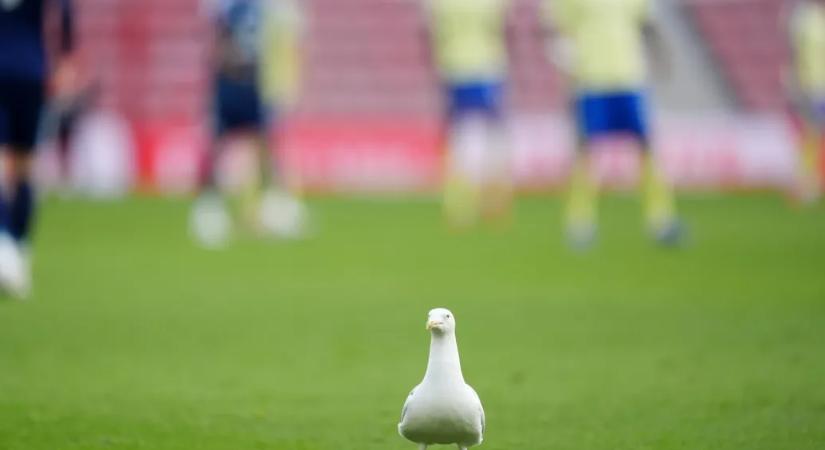 Repülő sirályt lőtt ki a török focikapus, majd egy játékos szakszerűen újraélesztette