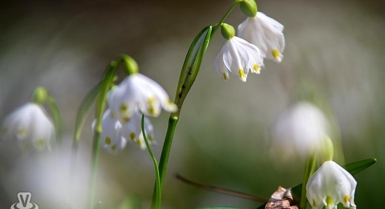 Ismét látogatható a csáfordi tőzikés erdő