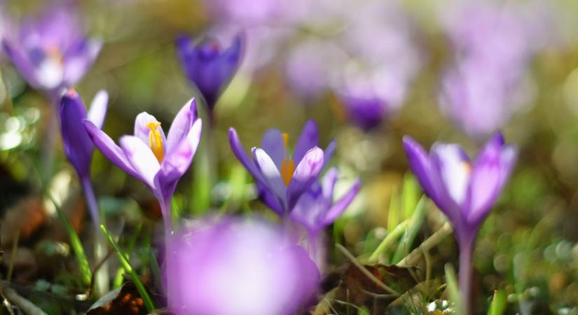 Szerdán a napsütésé lehet a főszerep