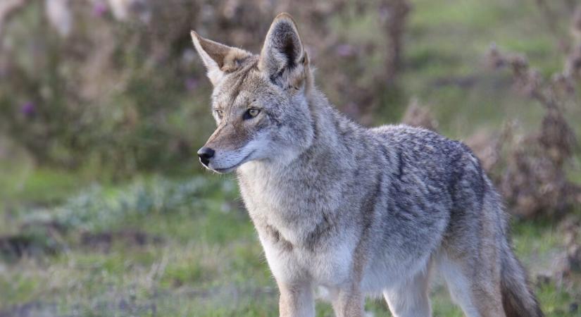 Farkas üldözött egy 3 éves kisfiút – a biztonsági kamera mindent rögzített