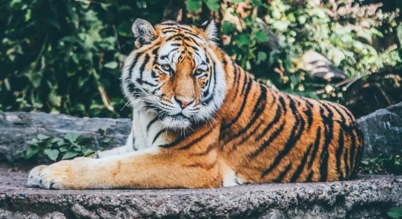 72 tigris pusztulása sokkolta az országot – megállíthatatlan fertőzés ütötte fel a fejét