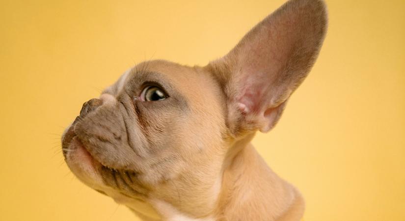 Feltárták a szőrsejtek pusztulásának molekuláris hátterét