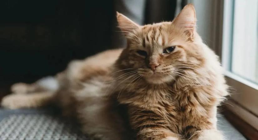 Sír az ételért, aztán ott hagyja? Ez áll a macskák rejtélyes viselkedése mögött