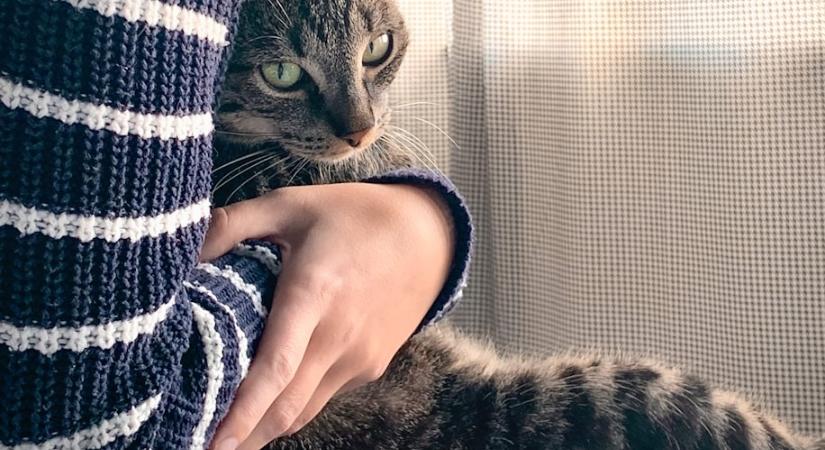 Ebből tudhatod, hogy a macskád jobban kötődik hozzád, mint hinnéd