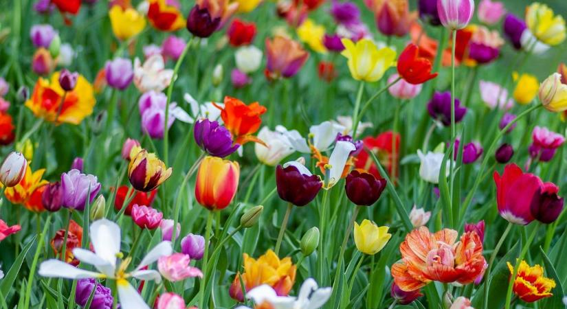 Tavaszi virágok a kertben: 15 növény, ami hamarosan virágba borul