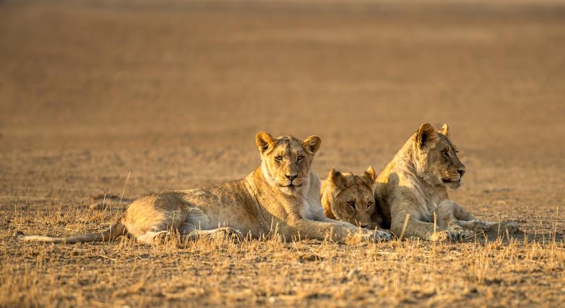 Hajón, repülőn, autópályán át – három oroszlán hosszú útja a szabadság felé (videó)