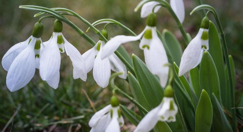 Kezdődik a tavasz? A szakértő szavai után nem lehet kétségünk