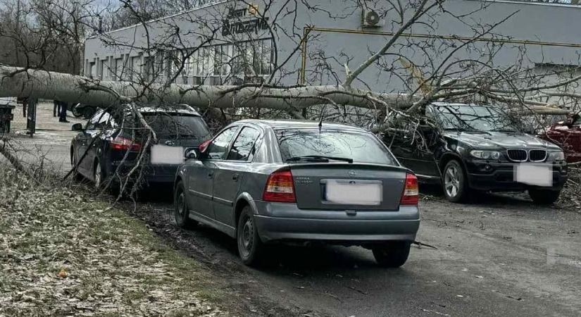 Óriási fa dőlt ki Dunaújvárosban, több autót is összetört