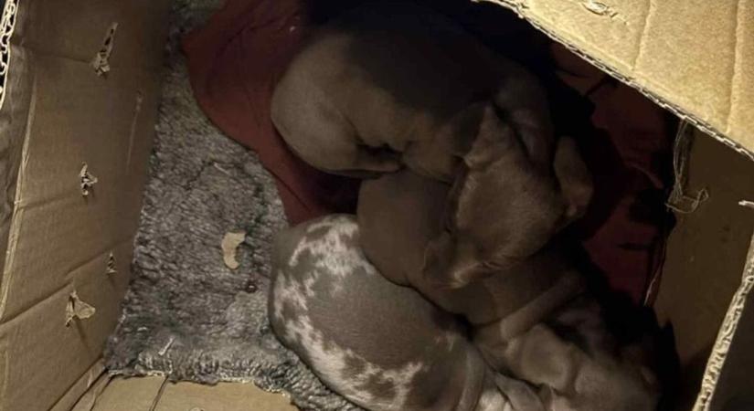 Kutyacsempészetre csaptak le Szolnoknál – alig 8 hetes kölyköket mentettek meg