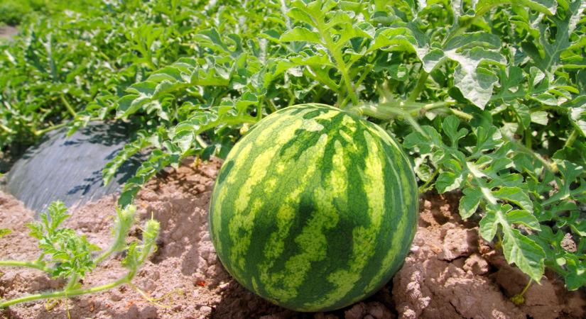 Óriási területen kezdik termelni ezt a növényt a spanyolok: tudhatnak valamit?