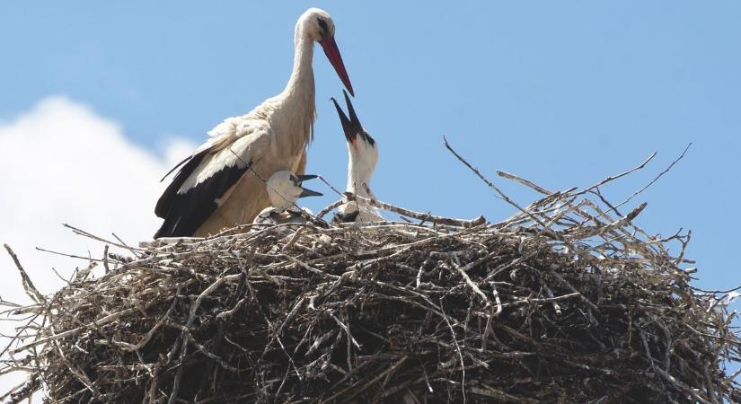 Megérkeztek az első gólyák, de Gerzson még úton van
