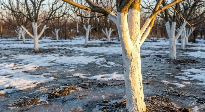 Fák törzsvédelme tél végén – amikor nem a fagy, hanem a nap támad