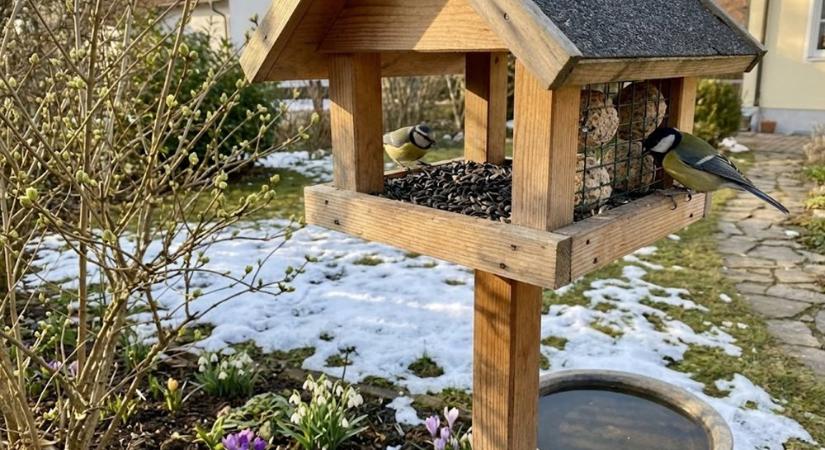 Madáritatók és etetők február végén – mikor engedjük el a téli menüt?