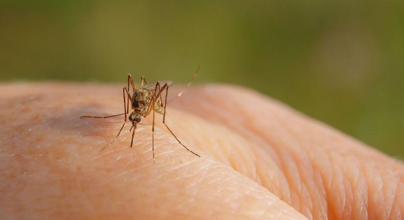 Megjelent a veszélyes trópusi betegség, a chikungunya-láz Magyarországon