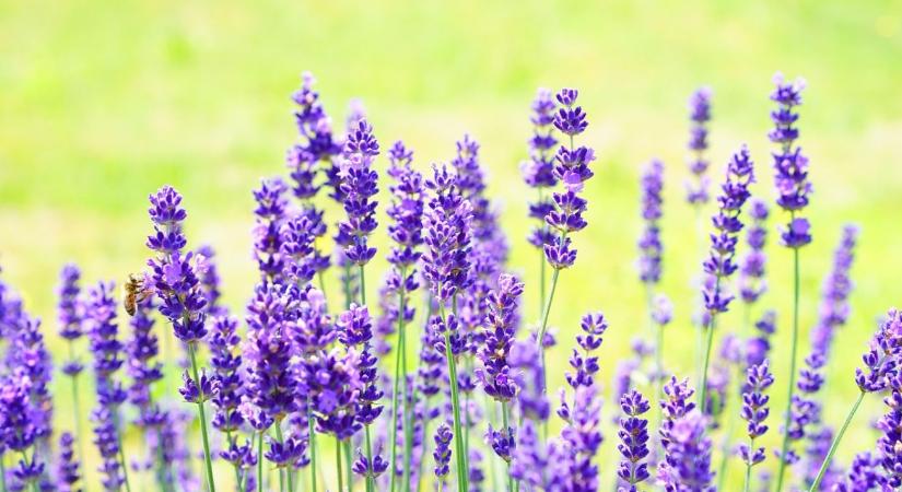 Levendula tél végi ápolása – mitől pusztul ki, és hogyan előzd meg?