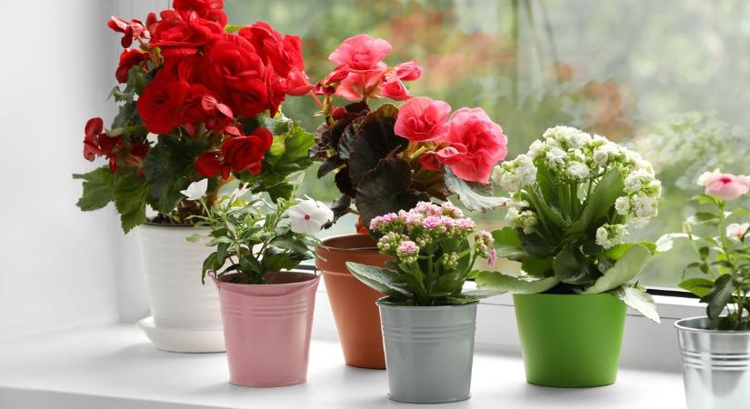 Cserepes virág nőnapra