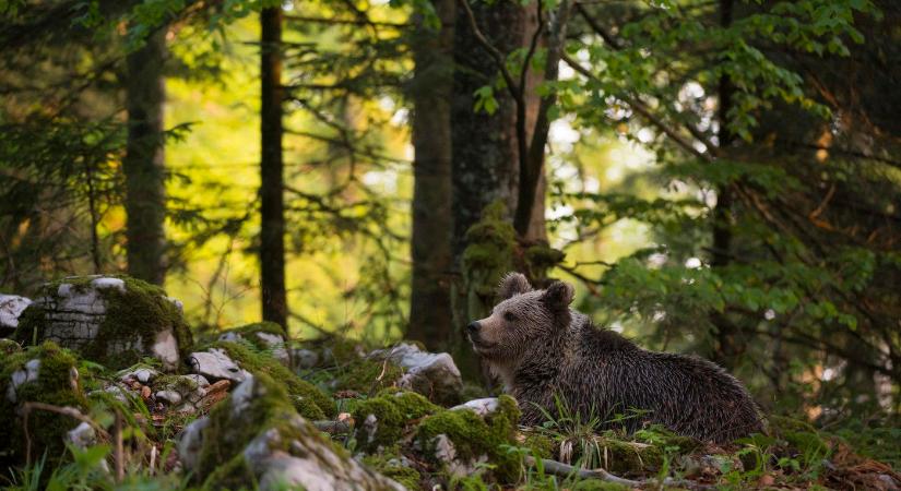 Nincs vége a medve ügynek, újra vadállatot észleltek Pest megyében