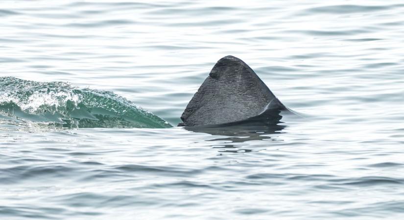 Megdöbbentő felvétel: rémisztő óriáscápa tűnt fel a horvát tengerpart közelében
