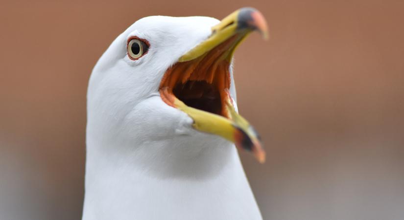 Repülő sirályt lőtt ki a kapus, újraélesztették a madarat a focipályán