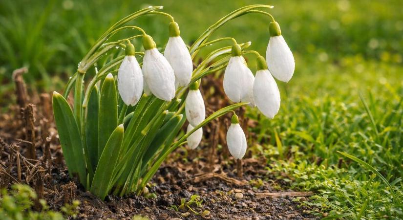 Pompáznak a hóvirágok, olvasónk fotója is jelzi a tavasz közeledtét