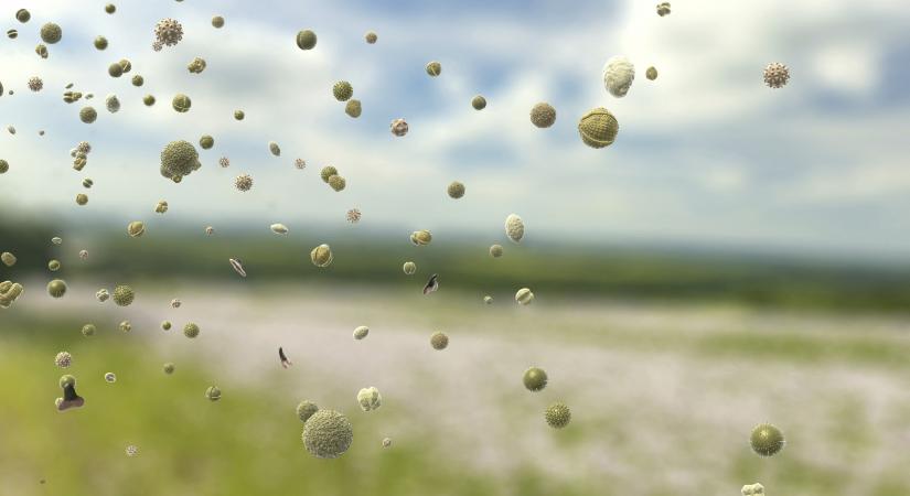 Nincs jó hírünk azoknak, akik allergiásak a tiszafélékre