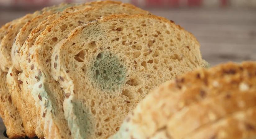 Penészes a kenyér? Jobb ha vigyázol vele!