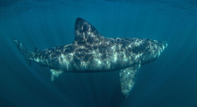 Félelmetes óriáscápa bukkant fel a horvát tengerpartnál (videó)