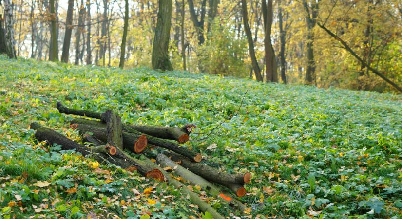 Egy katonai létesítmény miatt felszámolnak 19 hektár erdőt a Tarcal-hegyen