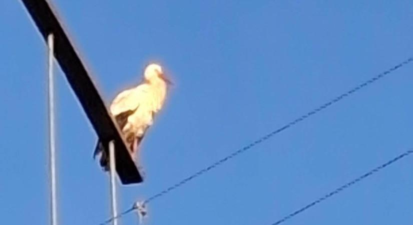 Megérkezett az első gólya Vas vármegyébe - fotó