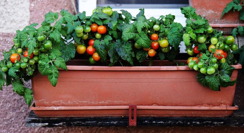 Drágább a paradicsom, mint a szendvics? Így neveld a palántádat! Túlélési útmutató hétpróbás erkélyparasztoknak