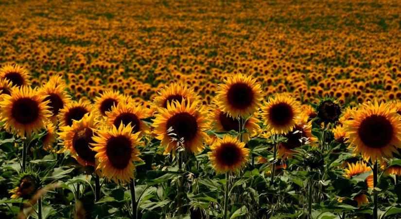 100 milliárd dolláros üzlet: Ebbe az irányba tart a világ vetőmagpiaca