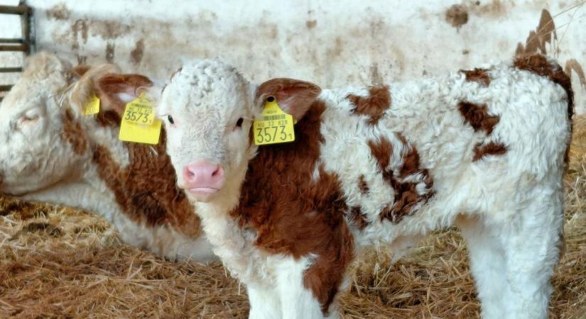 Bébibumm az Őrségi Nemzeti Parknál: sorra születnek a borjak és gidák