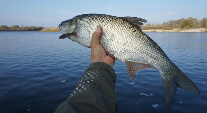 Új parazitákat találtak a Balaton vízrendszerében: több halgazdaságban is kimutatták őket