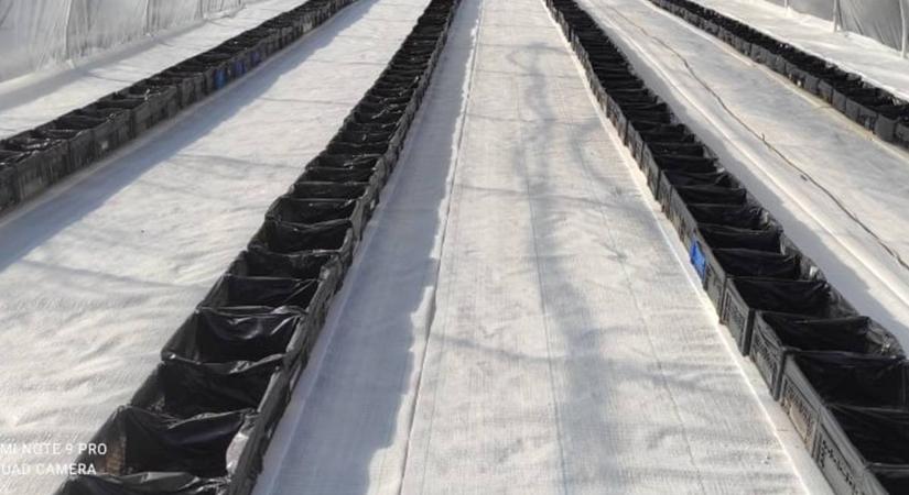 Pufferolástól ültetésig, a kókuszroston történő hajtatás előkészületei