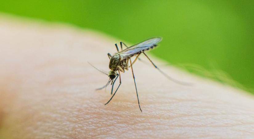 Magyarország is nagy veszélyben lehet ettől a trópusi betegségtől / Szúnyogokkal érkezik a kór: hazánkban is fel kell készülnünk a chikungunya-lázra