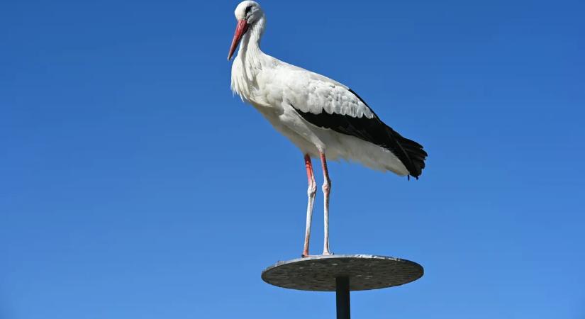 Megérkeztek az első gólyák, de a leghíresebb még úton van