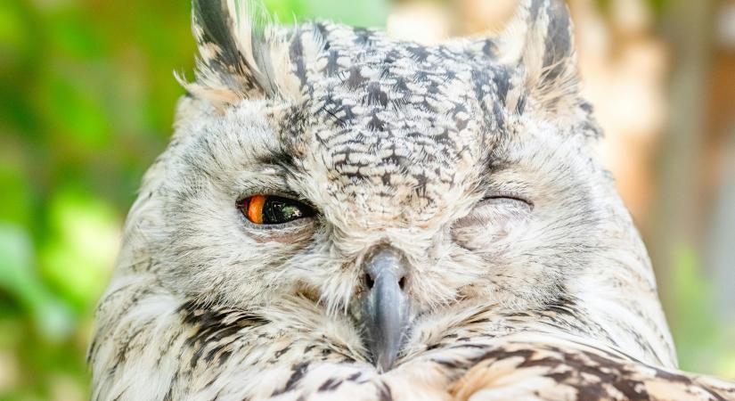 Amikor a kakas kukorékol – Állati jó közmondásaink nyomában