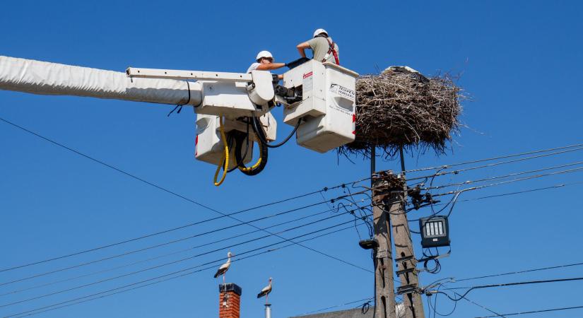 3300 fészek várja a gólyákat az E.ON áramhálózatán