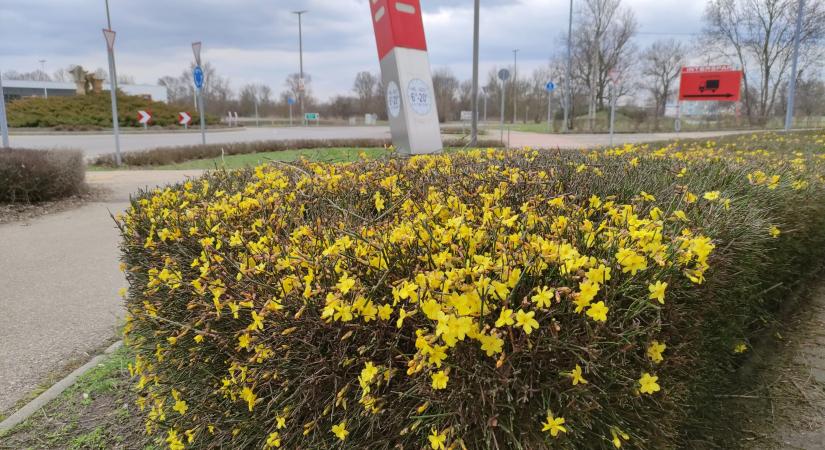 Már kivirágzott az aranyeső Vásárhelyen