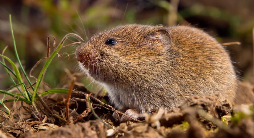 Idén sem menekülünk: pocokinvázió jöhet Magyarországon