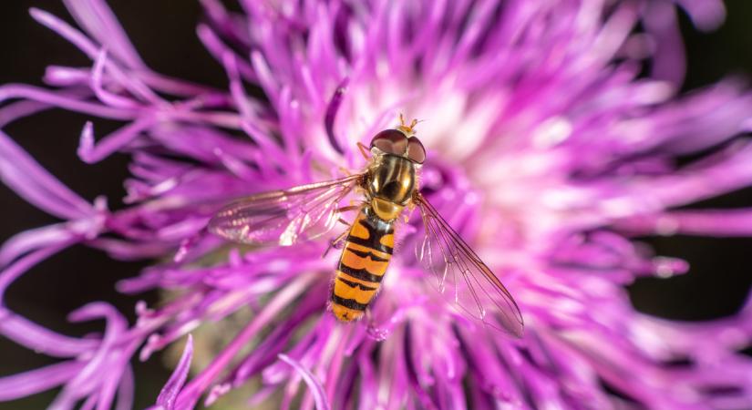 Nem csak a méhek számítanak: íme, ezek a csoda kis lények lettek az Év beporzói 2026-ban