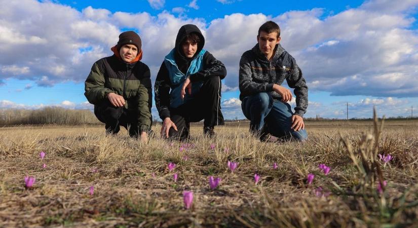 Halászlével és herendivel hódítanak a bedős diákok, már az elődöntőben vannak