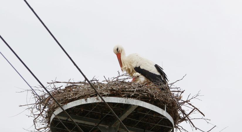 Az idén már 3300 fészek várja a gólyákat az E.ON áramhálózatán