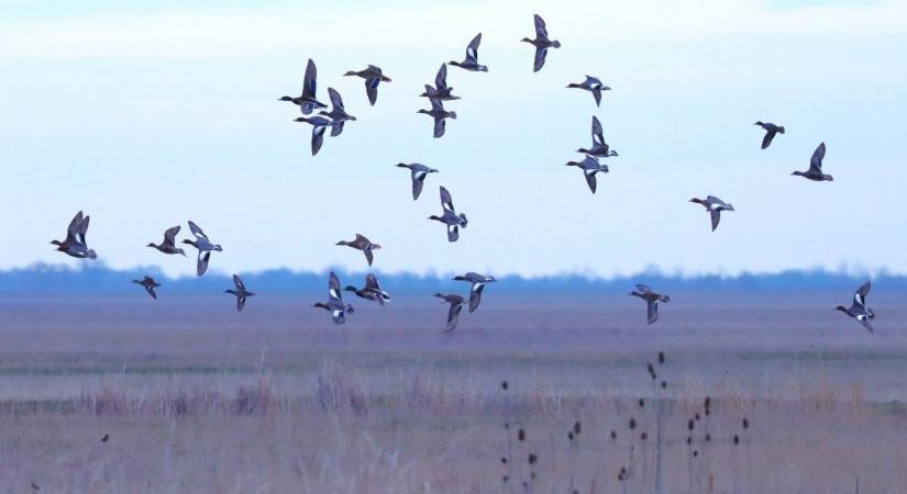 Elképesztő látvány Királyhegyesnél: visszatértek a récék