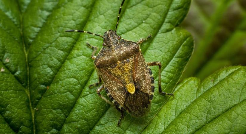 Nem teleltek át a poloskák?