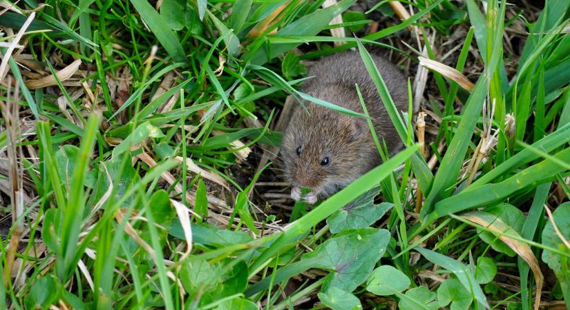 Fokozott mezei pocok kártétel várható tavasszal