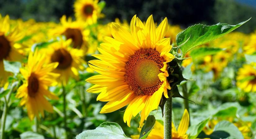 Napraforgó vetőmag- és növényvédőszer-piac – 2025