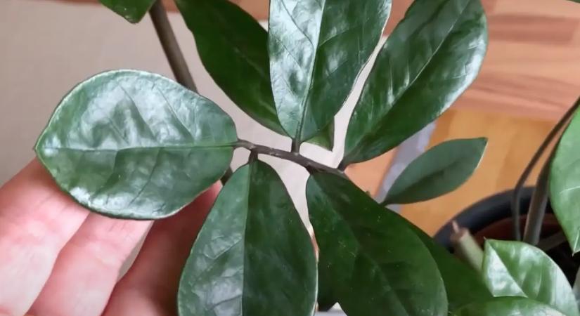 5 „szerencsehozó” szobanövény, amik szerencsét hoznak az életedbe