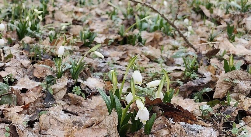 Újra látogatható a tőzike tanösvény Csáfordjánosfán